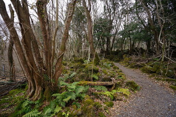 mossy rocks and bare trees in winter forest