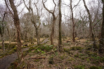 Fototapeta premium pathway through dreary winter forest