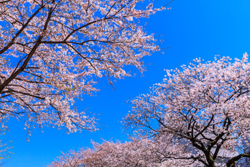 桜と青空