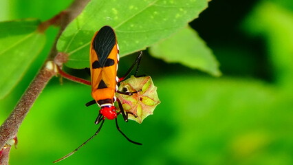 photos of bugs from close 