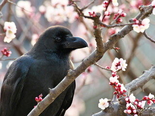 Tokyo, Japan - March 11, 2022: A crow on a branch of white ume flower tree in Japan
