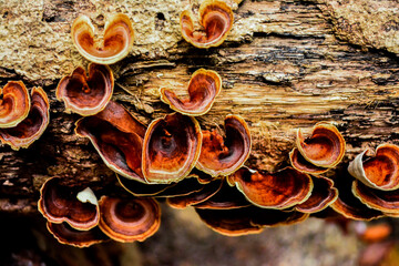 ดอกเห็ดสีสันสวยงามที่ขึ้นอยู่ในธรรมชาติ