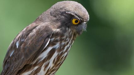 솔부엉이, 부엉이