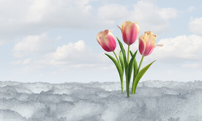 Spring tulip bloom as a symbol of thawing melting snow after winter weather with tulips as a...