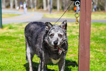 a black and gray dog standing on lush green grass attached to a brown wooden post at Swift Cantrell Park in Kennesaw Georgia USA - Powered by Adobe