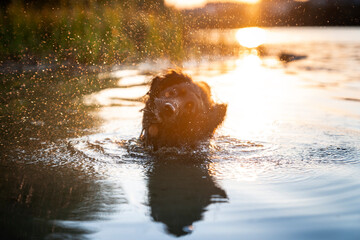 Pies stoi w jeziorze i otrzepuje sie z wody 