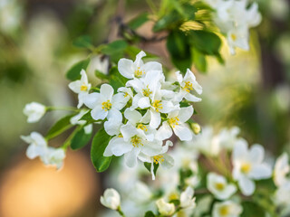 White blossoming apple trees. White apple tree flowers