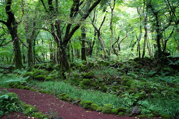 Fototapeta premium fine dense summer forest with mossy rocks and fern and old trees