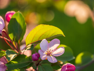 Fresh pink flowers of a blossoming apple tree with blured background