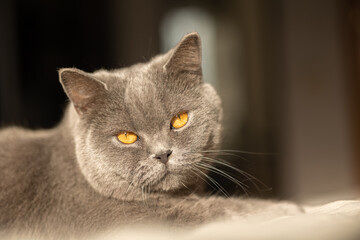 Obraz na płótnie Canvas Portrait of lying gray cat with orange eyes close-up. British blue Shorthair cat. Selective focus. High quality photo