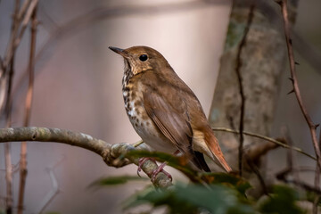 A Hermit Thrush poses in a holly tree. Raleigh, North Carolina.