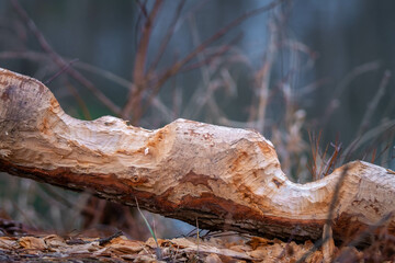 The American Beavers (Castor canadensis) have been busy. Raleigh, North Carolina.
