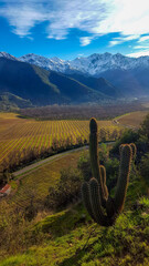 Hiking in Cajon del Maipo, Chile. View from a hill with cacti and the Andes as background.