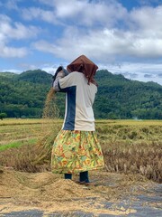 woman harvesting  winnowing rice grain in fields