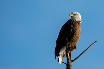 Perched Adult Bald Eagle on a branch