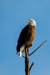 Perched Adult Bald Eagle on a branch