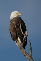 Perched Adult Bald Eagle on a branch