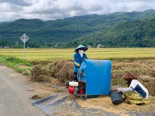 a couple of farmers harvesting and threshing paddy grains in rice field
