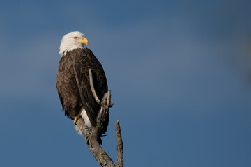 Perched Adult Bald Eagle on a branch
