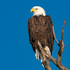 Perched Adult Bald Eagle on a branch