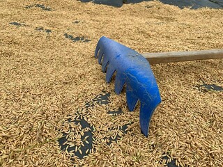 tradition harrow on rice seed ground
