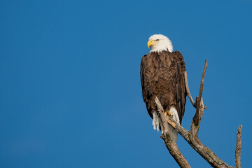 Perched Adult Bald Eagle on a branch