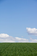緑の麦畑と青空
