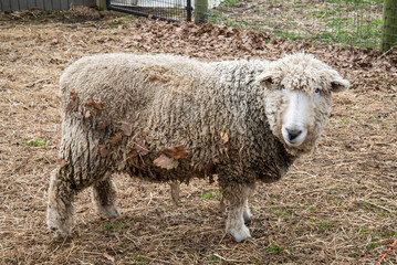 Fototapeta premium sheep in a field
