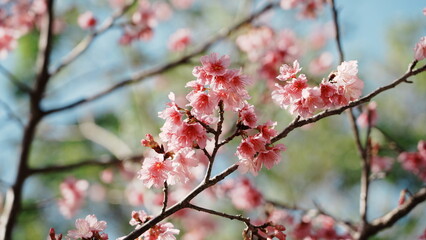 pink cherry blossom