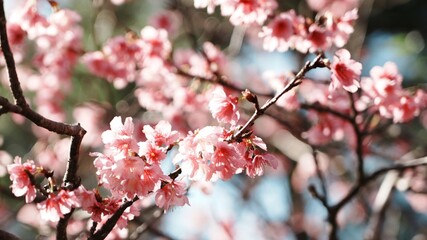 pink cherry blossoms
