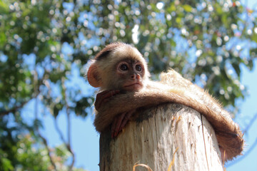 Macaco da região amazônica, deitado sobre um tronco de árvore