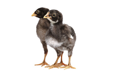 barred plymouth rock chickens isolated on white background