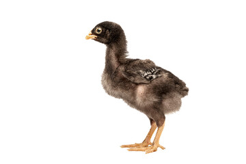 barred plymouth rock chicken isolated on white background.