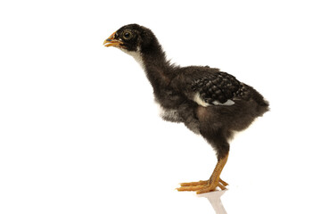 barred plymouth rock chicken isolated on white background.