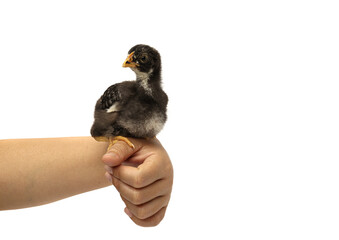 barred plymouth rock chicken isolated on hand.