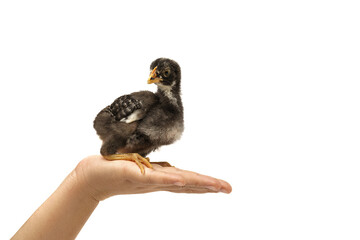 barred plymouth rock chicken isolated on hand.