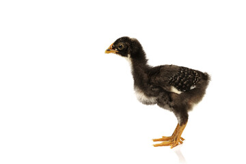 barred plymouth rock chicken isolated on white background.