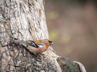 Common chaffinch, Fringilla coelebs, sits on a tree. Common chaffinch in wildlife.