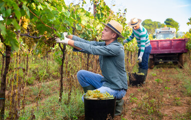 Confident male farmer harvesting ripe bunches of white grapes in sunny vineyard.