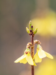 Forsythia. Blooming forsythia bush. Yellow flower on a branch of forsythia.