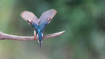 물총새, 새, 버드
