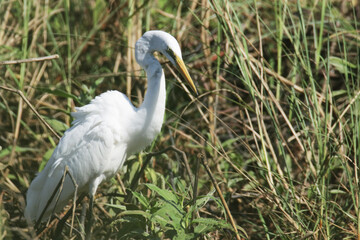 A white heron of field