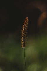 close up of grass