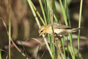 The Asian Golden Weaver on field