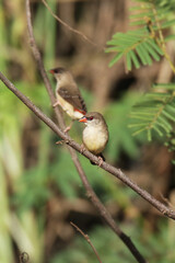 A Red avadavat on field
