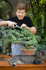 Bonsayist woman pruning a bonsai whith scissors with a pet in a garden