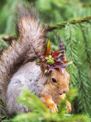 Squirrel with decoration on the head and with nut sits on a fir branches in the spring or summer.