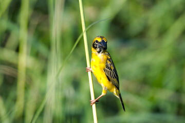 The Asian Golden Weaver on field