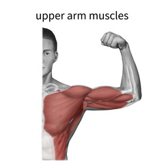 가슴 어깨 윗팔 근육을 설명하는 메디컬일러스트