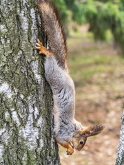 Squirrel eats a nut while sitting upside down on a tree trunk. The squirrel hangs upside down on a tree against colorful blurred background. Close-up.